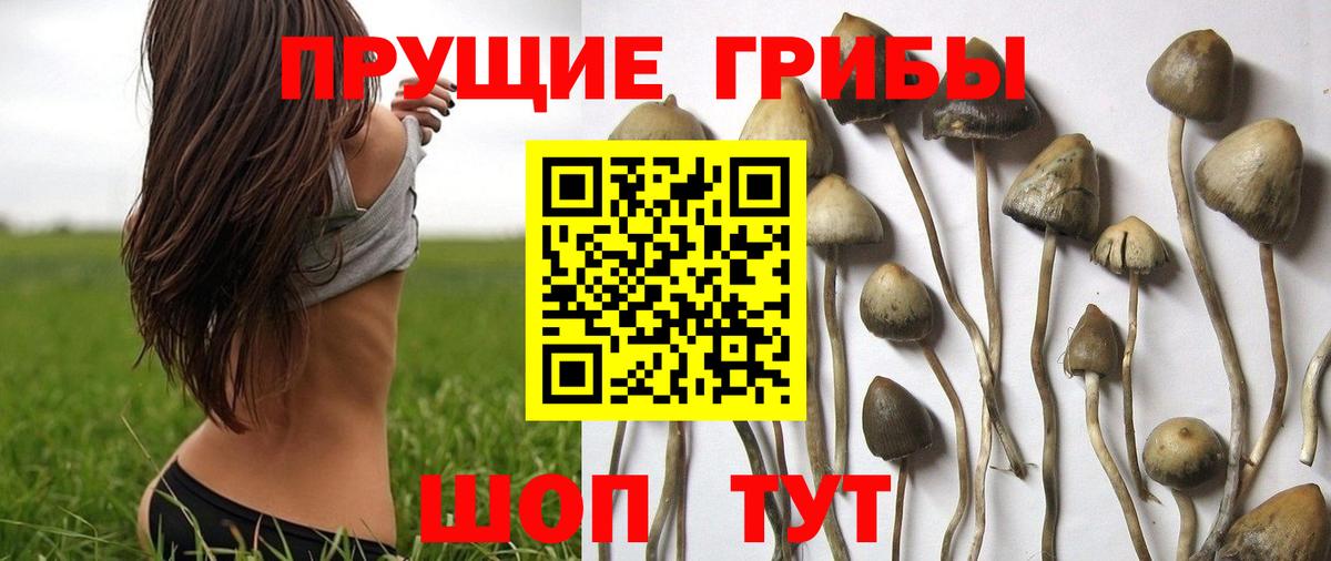 Псилоцибиновые грибы Psilocybe Алушта
